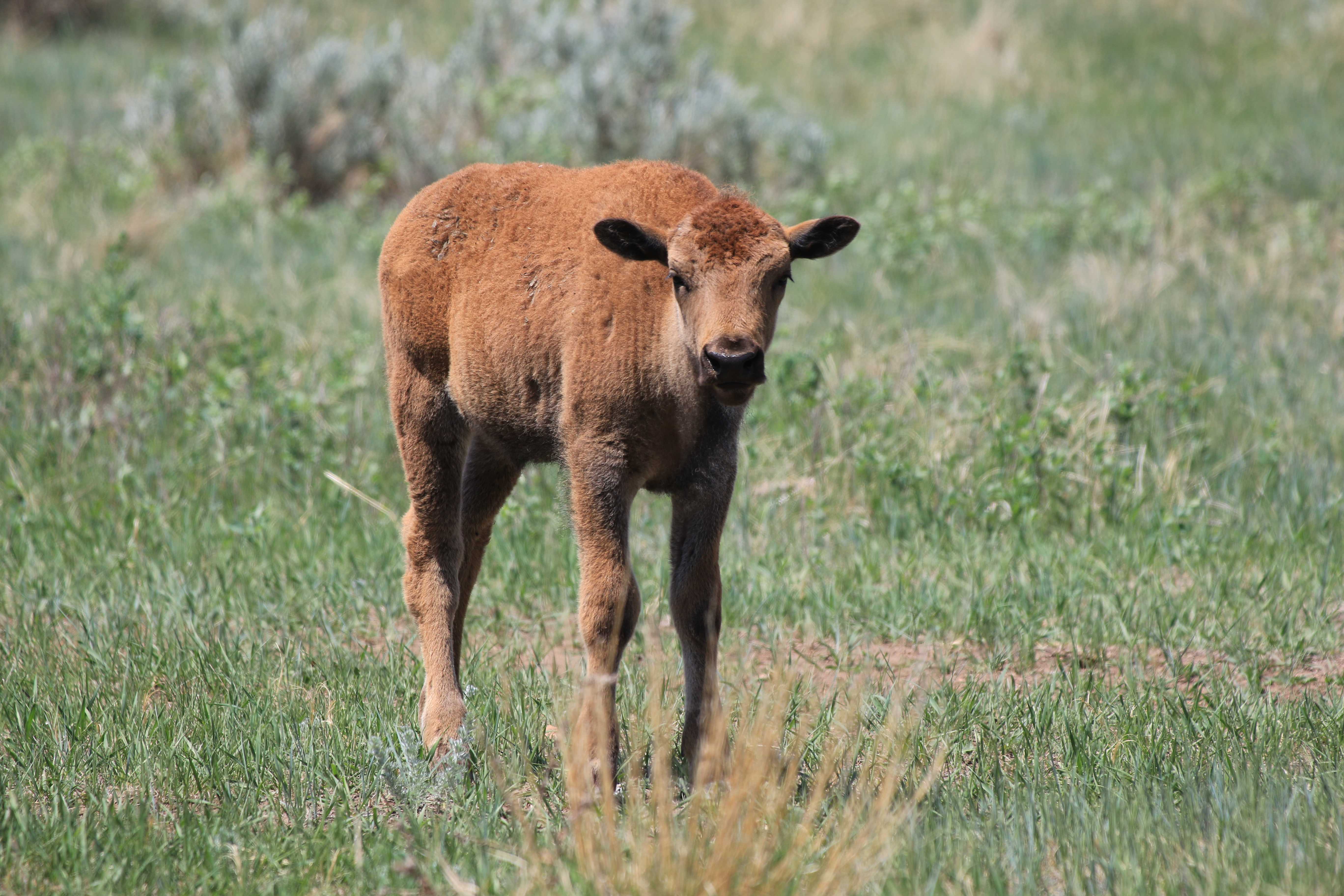 Theodore Roosevelt NP